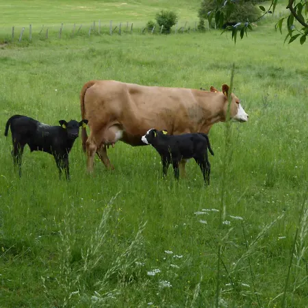 Haus Zur Orke ゲストハウス