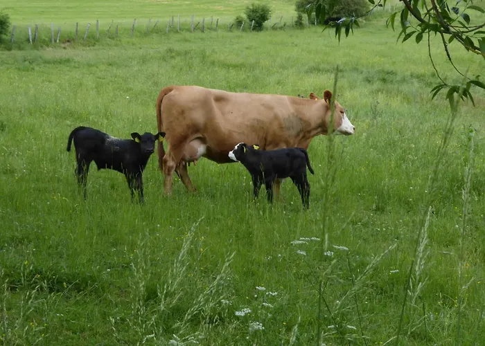 Haus Zur Orke ゲストハウス